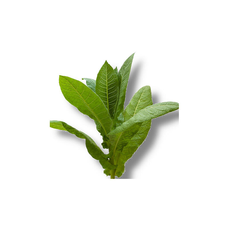 Tabak-Sumatra Deckblatt