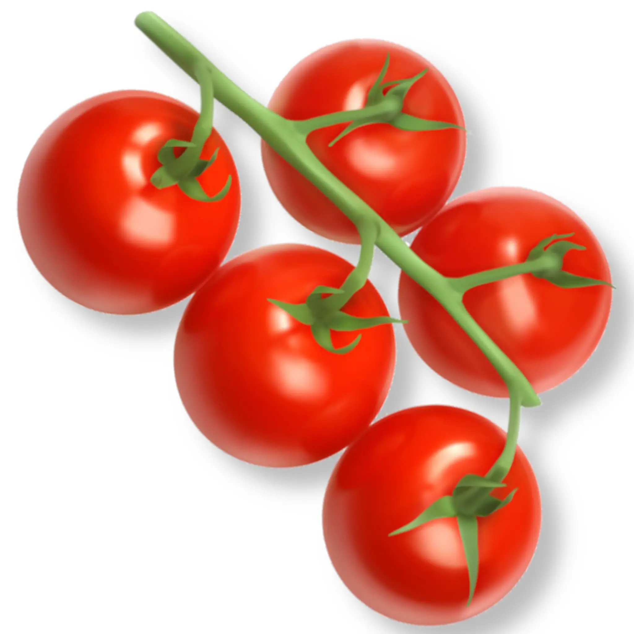 Tomaten-Nepal CL1131